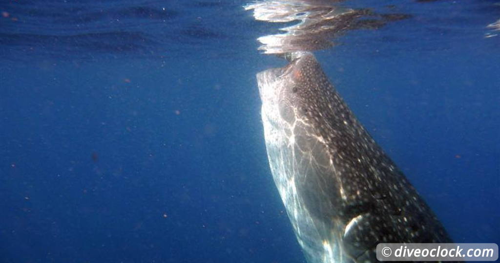 Diving into the Exciting History of SCUBA  Blog Whale Sharks