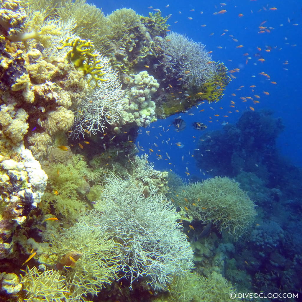 Coral reef red sea egypt marsa alam el quseir