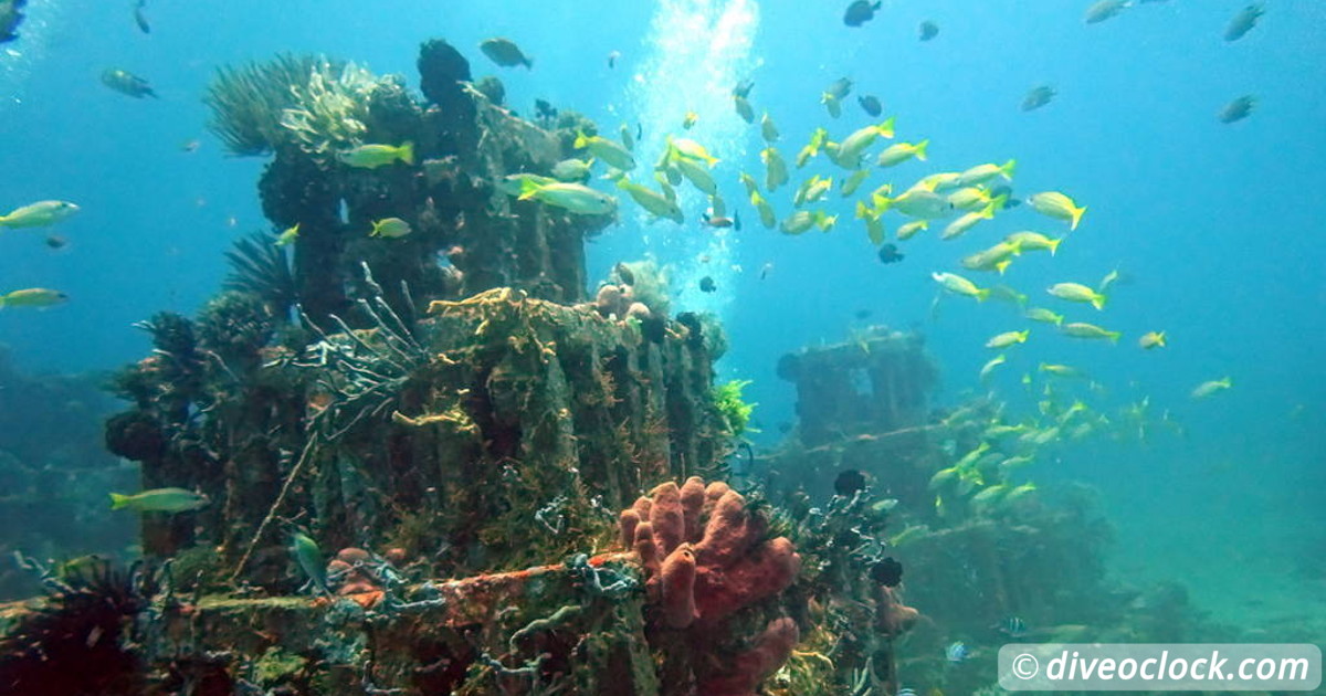 Balicasag Island Huge Jack Fish Tornados Philippines   Asia Indonesia Bali Amed 