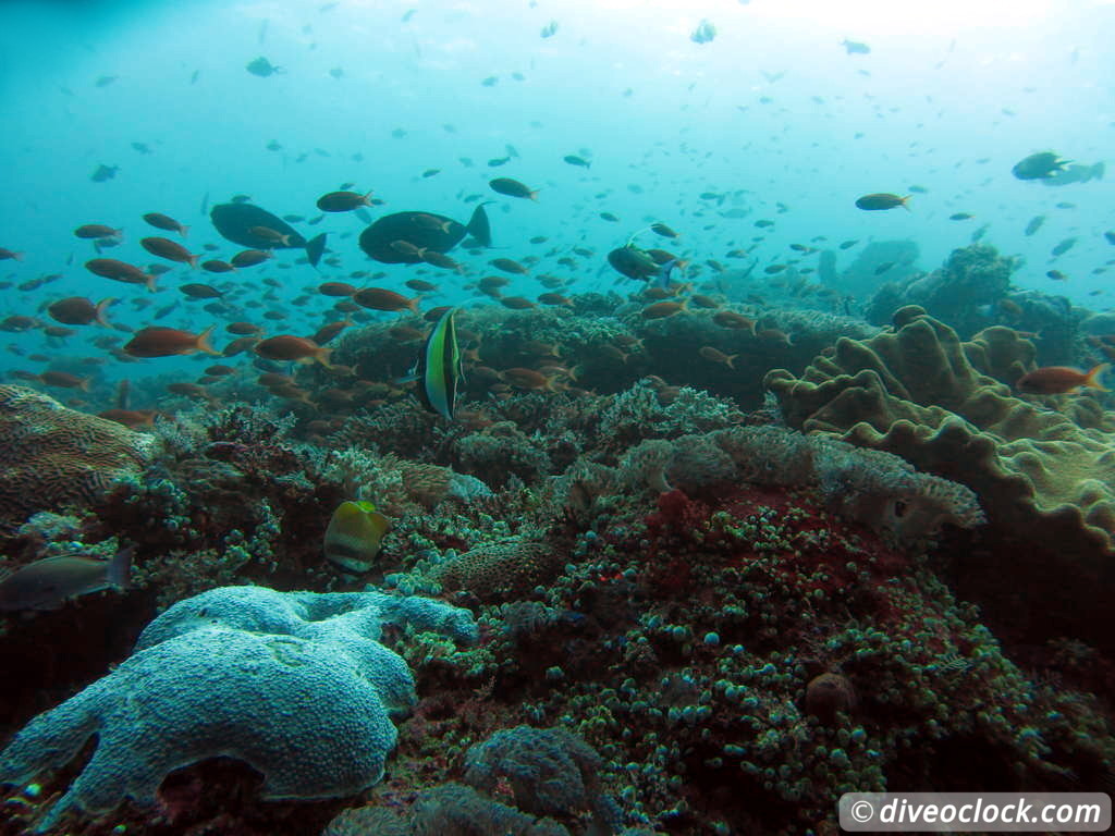 Nusa Penida SCUBA Diving with Manta Rays and Mola Molas Bali Indonesia  Bali Nusa Penida 23