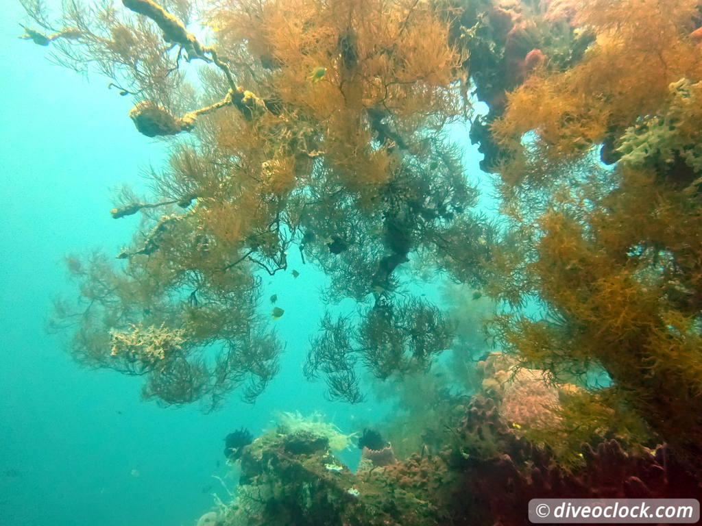 Tulamben Diving the Famous Liberty Wreck on Bali Indonesia  Bali Tulamben 37