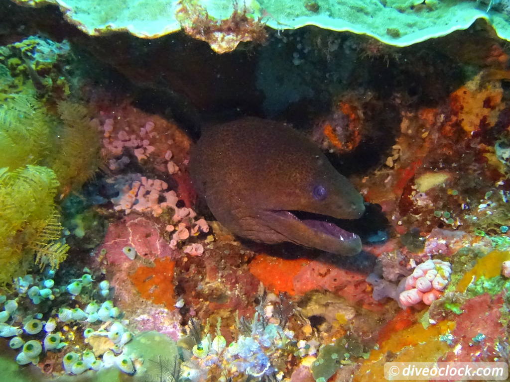 Komodo The Best Dive Sites from Labuan Bajo Flores Indonesia  Indonesia Komodo Diveoclock 29