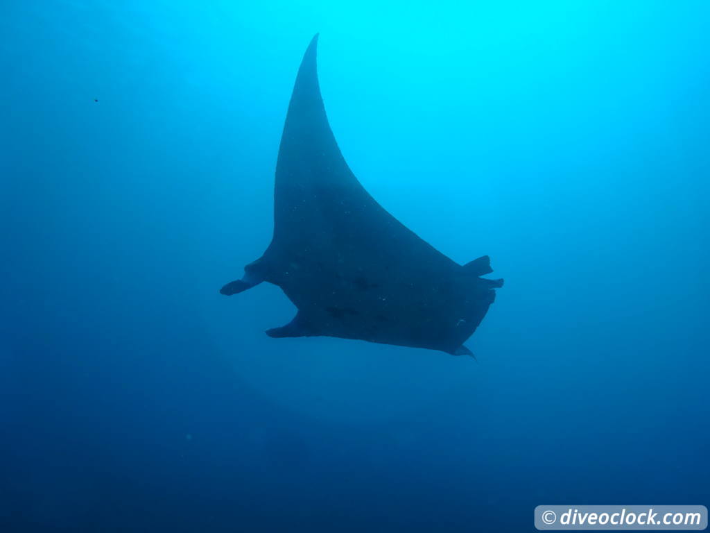 Komodo The Best Dive Sites from Labuan Bajo Flores Indonesia  Indonesia Komodo Diveoclock 61