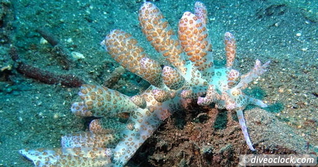 Komodo The Best Dive Sites from Labuan Bajo Flores Indonesia Asia Indonesia Lembeh