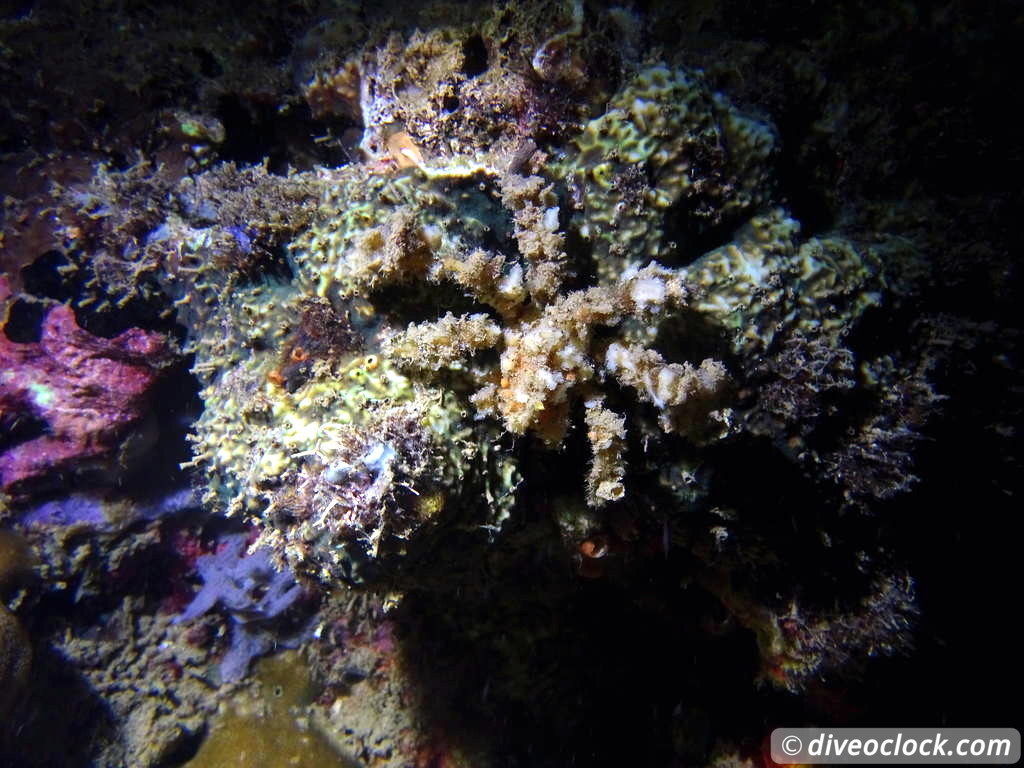 Lembeh The Best Muck Diving in The World Sulawesi Indonesia  Indonesia Lembeh Diveoclock 52