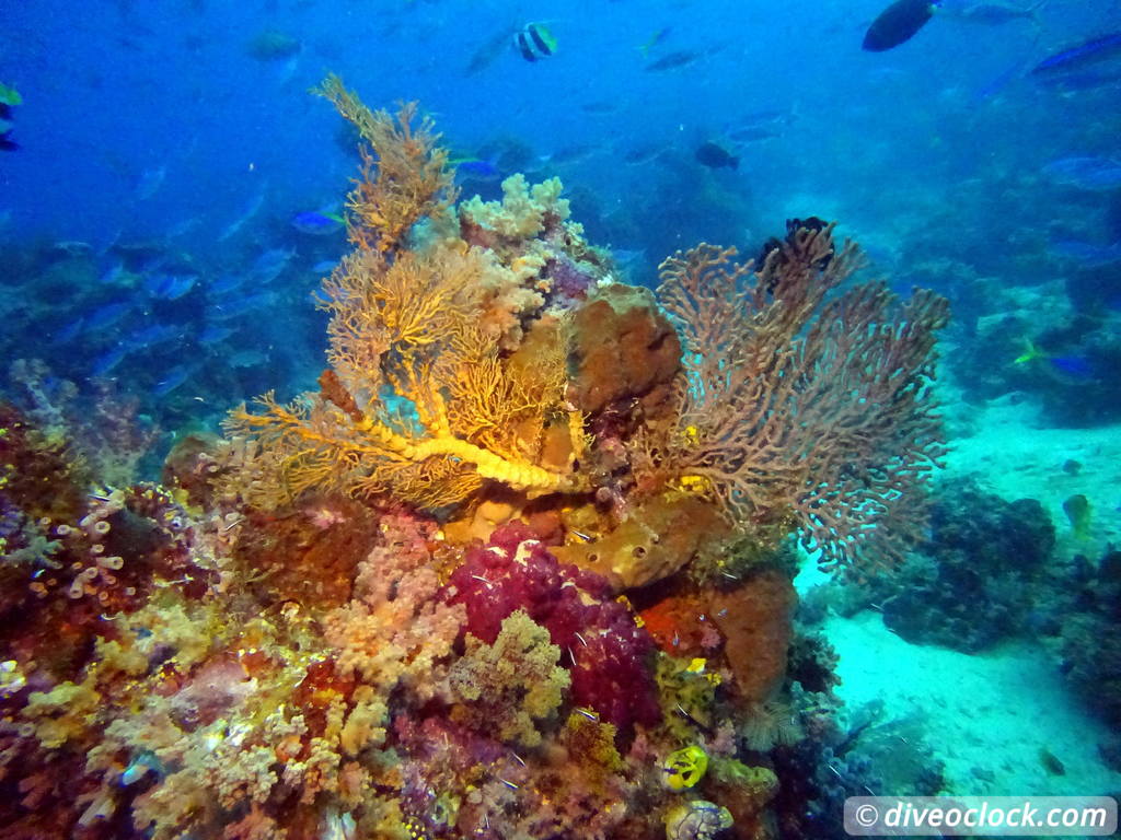 Raja Ampat World Class Diving in Papua Indonesia  Sardine Reef Raja Ampat 1