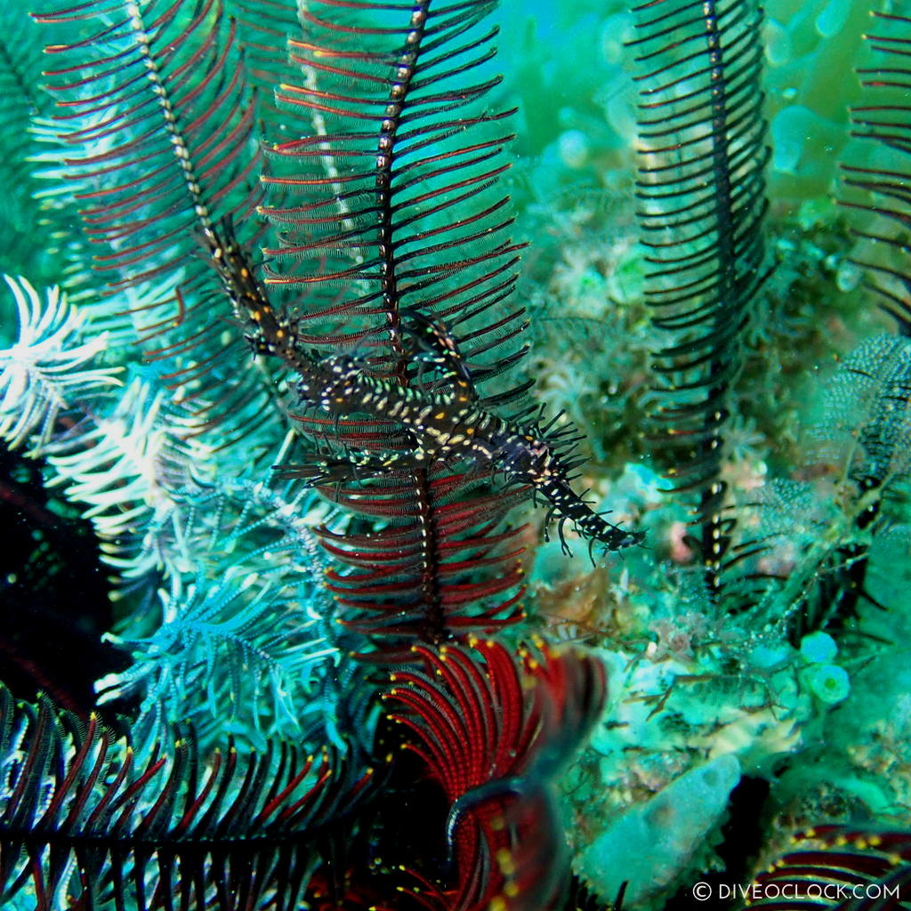 Ornate ghost pipefish (Solenostomus paradoxus) scuba-diving-anilao_philippines_diveoclock