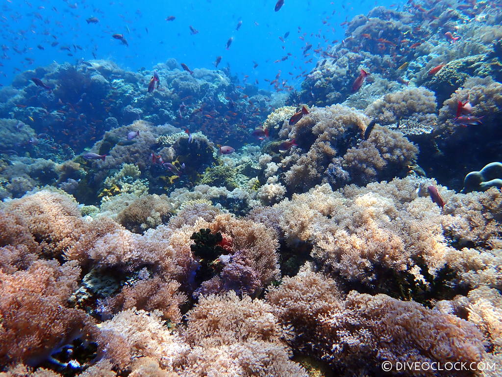 scuba-diving-anilao_philippines_diveoclock-38.jpg
