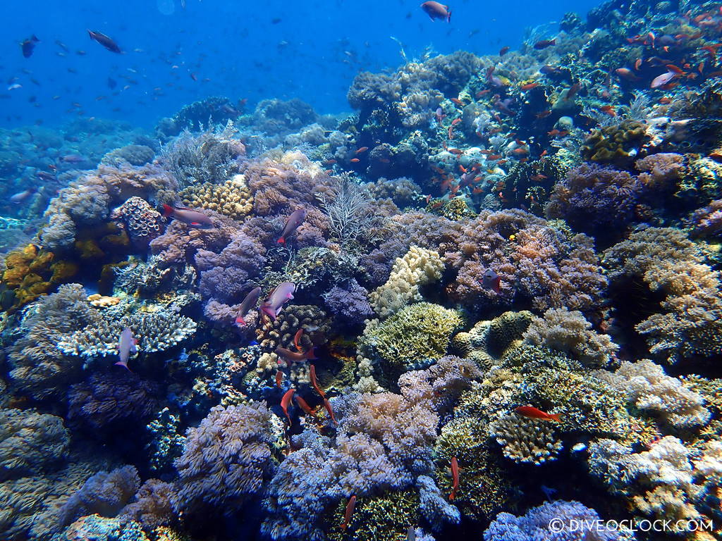 scuba-diving-anilao_philippines_diveoclock-39.jpg