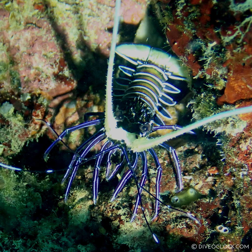 Spiny blue lobster (Panulirus versicolor) scuba-diving-anilao_philippines_diveoclock