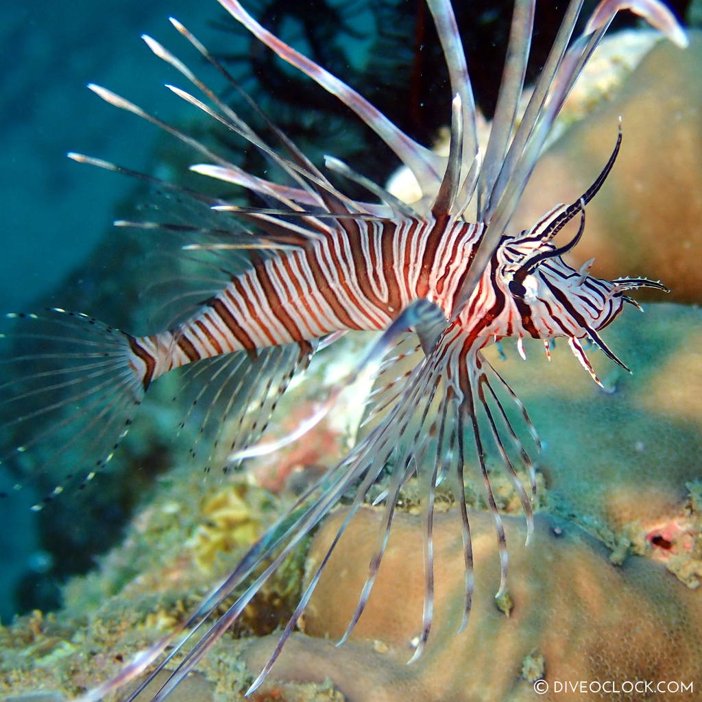 Lion fish (Pterois) scuba-diving-anilao_philippines_diveoclock