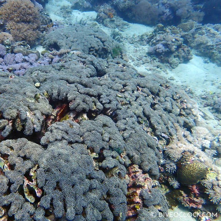 Hammerhead coral (euphyllia) scuba-diving-anilao_philippines_diveoclock