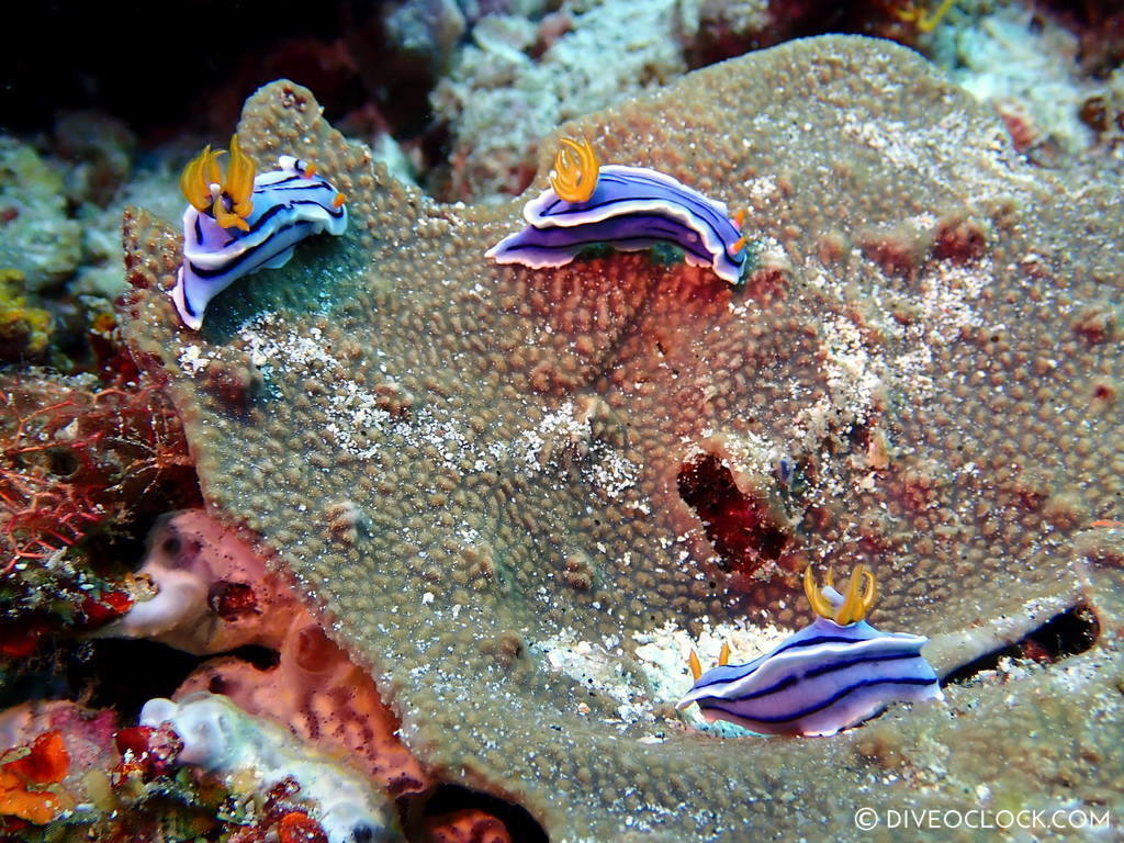 chromodoris lochi nudibranch species scuba diving anilao