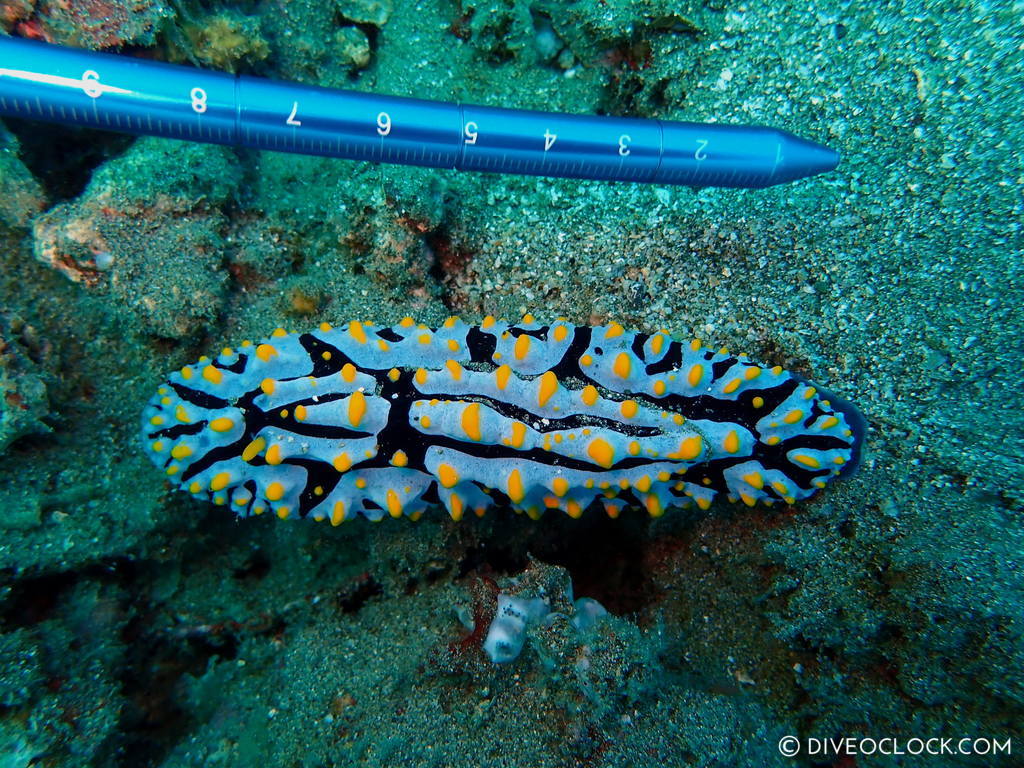 nudibranch_species_scuba-diving-anilao_philippines_diveoclock