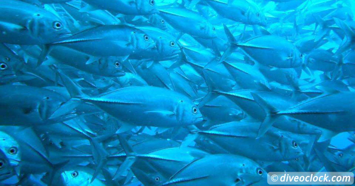 Sipadan World Class SCUBA Diving in Malaysian Borneo Asia Philippines Balicasag