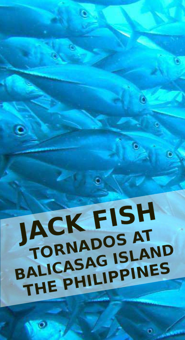 Balicasag Island - Huge Jack fish Tornados (Philippines)