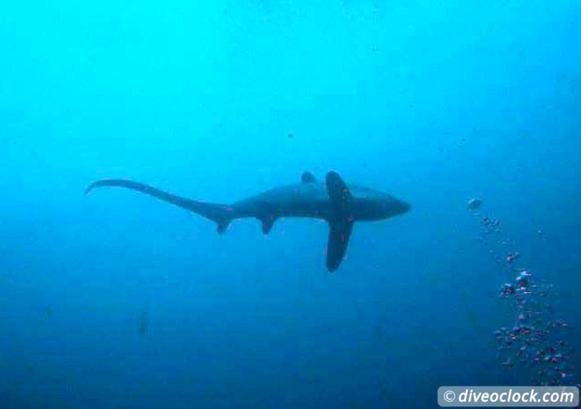 Malapascua Mindblowing Thresher Sharks Mandarin Fish Philippines  Malapascua Philippines Diveoclock 8