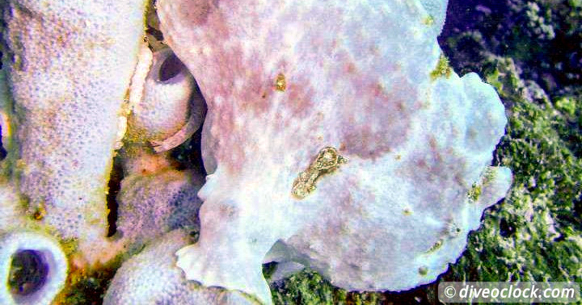 Sipadan World Class SCUBA Diving in Malaysian Borneo Asia Philippines Moalboal