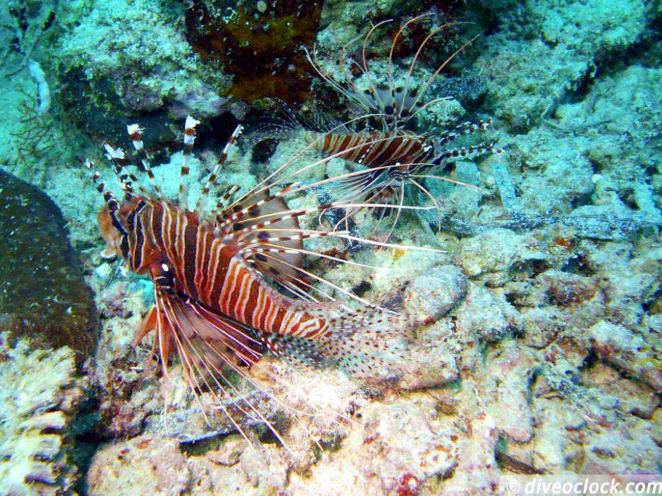 Moalboal Splendid House Reef and Sarine runs Philippines  Moalboal Philippines Diveoclock 3