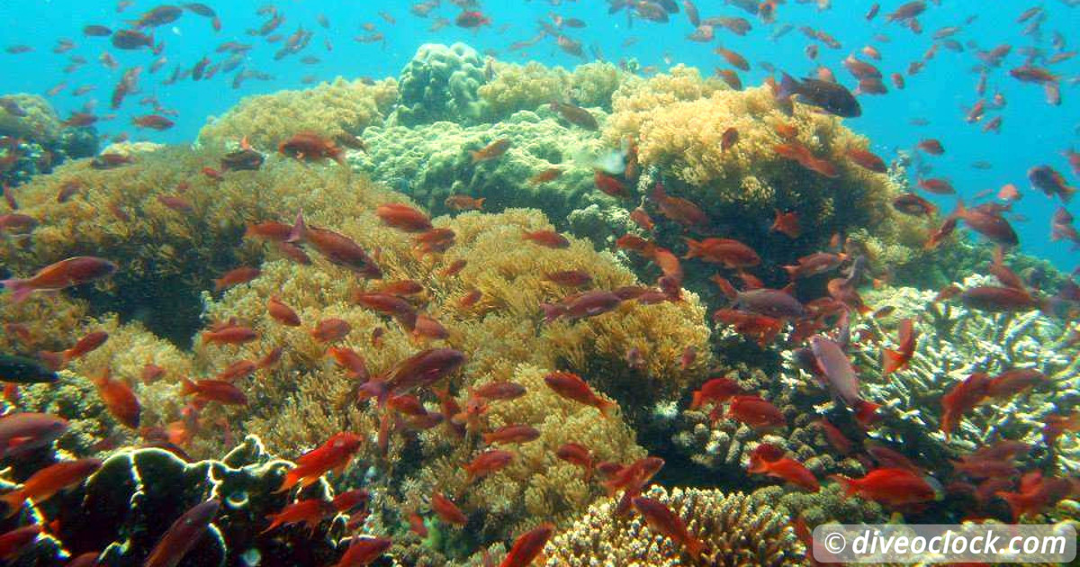 Sipadan World Class SCUBA Diving in Malaysian Borneo Asia Philippines Puerto Galera