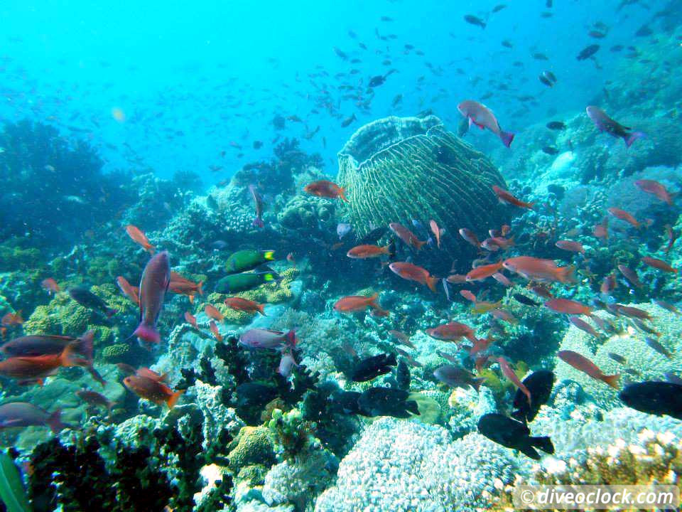Puerto Galera Stunning Dives at Verde Island Philippines  Puerto Galera Philippines Diveoclock 1