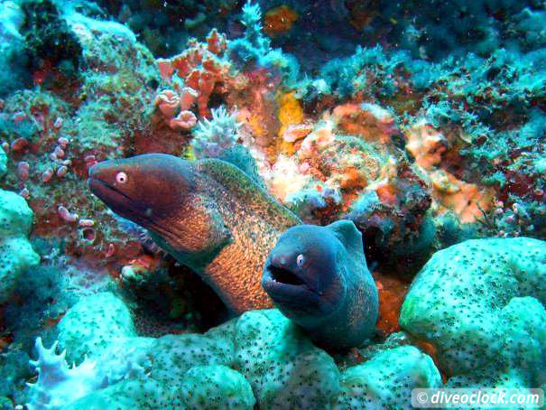 Puerto Galera Stunning Dives at Verde Island Philippines  Puerto Galera Philippines Diveoclock 19