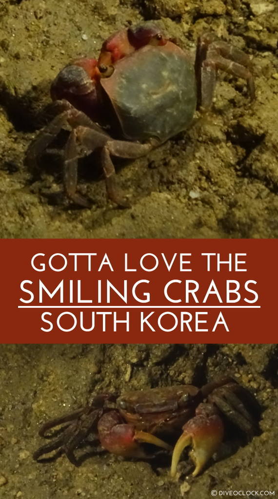 Terra Crab Farm In Sokcho - Gotta Love The Smiling Crabs!