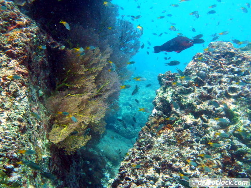 Koh Phi Phi Awesome SCUBA Diving in The Andaman Sea Thailand  Koh Phi Phi Thailand Diveoclock 21