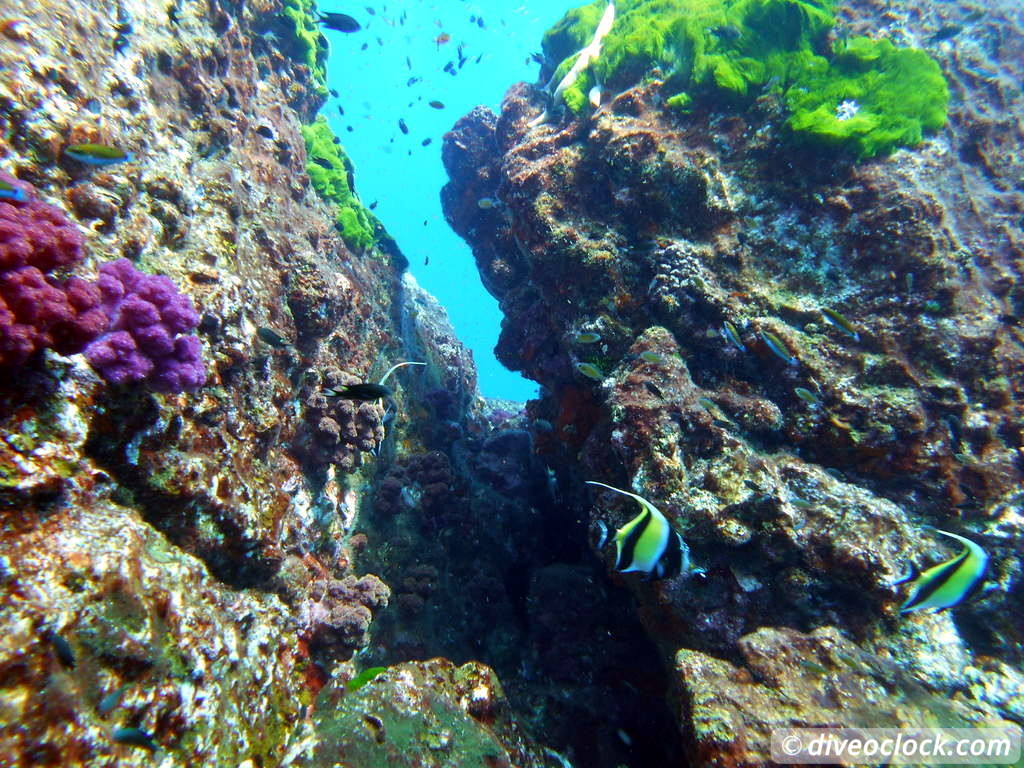 Richelieu Rock Discover The Best Dive Site of Thailand Without a Liveaboard Richelieu Rock Thailand Diveoclock 2