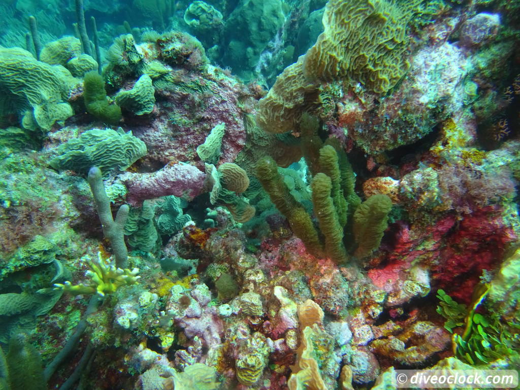 Curaçao Exploring The Best Dive Sites of the Dutch Caribbean Caribbean Curacao 11