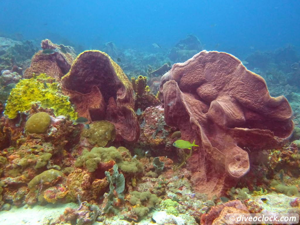 Exploring Tobago S Speyside at high speed Tobago Speyside Diveoclock 11
