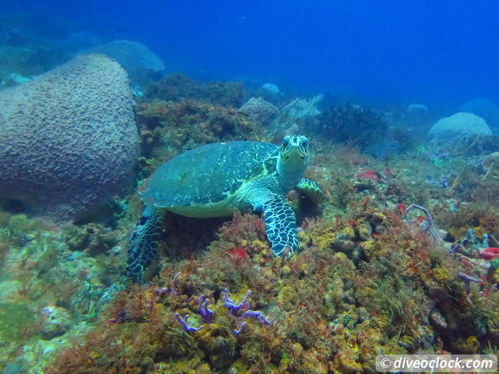 Trinidad Tobago Diving with Sharks and Turtles around Crown Point Tobago Crownpoint Diveoclock 12