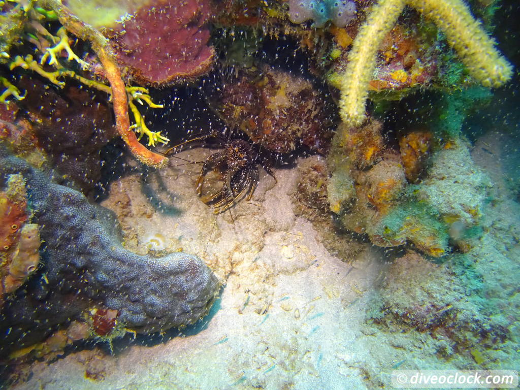 Tobago Exploring Diving Hot Spot Speyside at High Speed Tobago Speyside Diveoclock 32