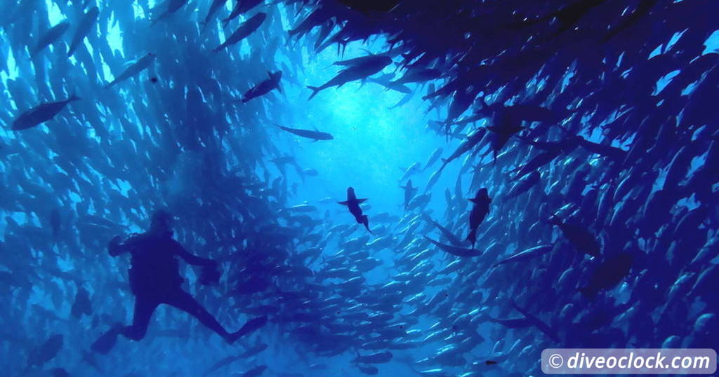 Los Cabos Dive with Fascinating Hammerhead Sharks at Gordo Banks Mexico   Latin America Mexico Cabo Pulmo 