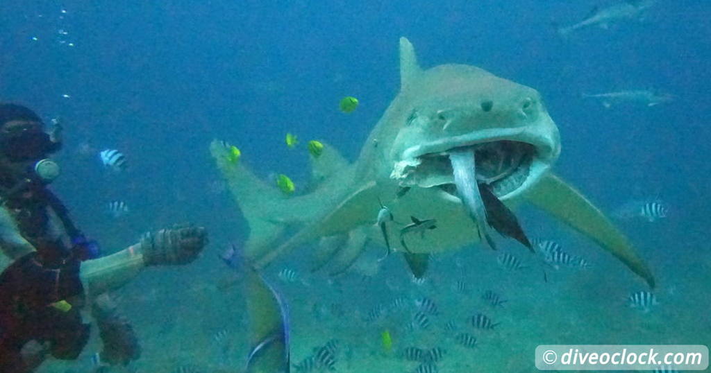 Apia Discovering New Dive Sites in Samoa  Oceania Fiji Beqa Sharks 