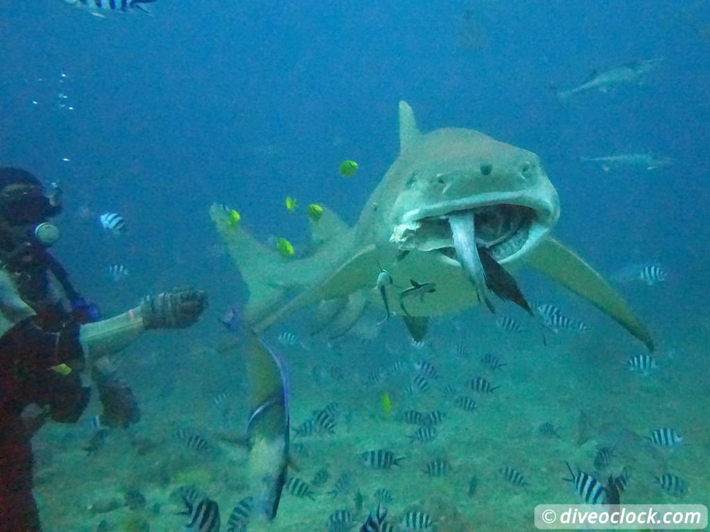 Beqa Lagoon The Ultimate Shark Encounter in Fiji  Fiji Beqa Sharks 12