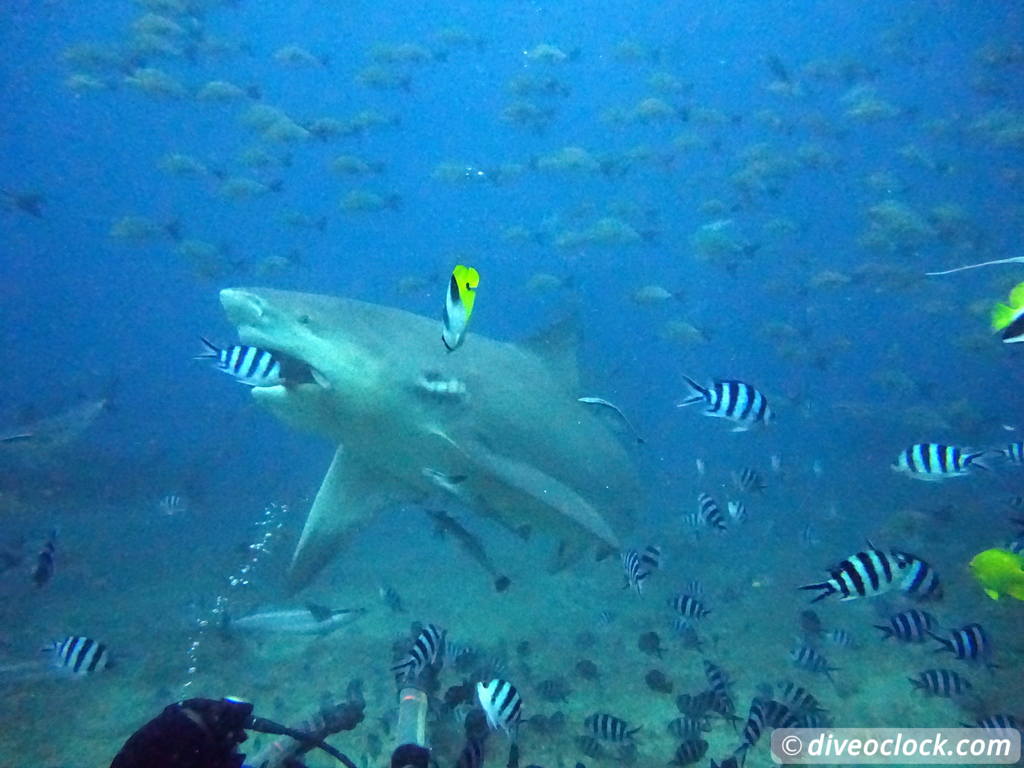 Beqa Lagoon The Ultimate Shark Encounter in Fiji  Fiji Beqa Sharks 14