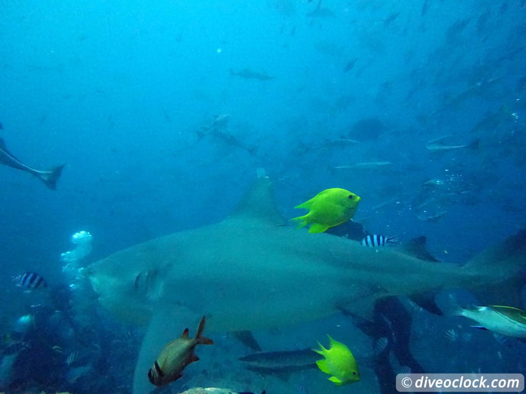 Beqa Lagoon The Ultimate Shark Encounter in Fiji  Fiji Beqa Sharks 7