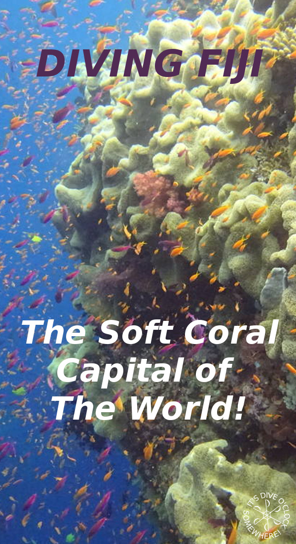 Bligh Water Fiji - The Soft Coral Capital of the World!