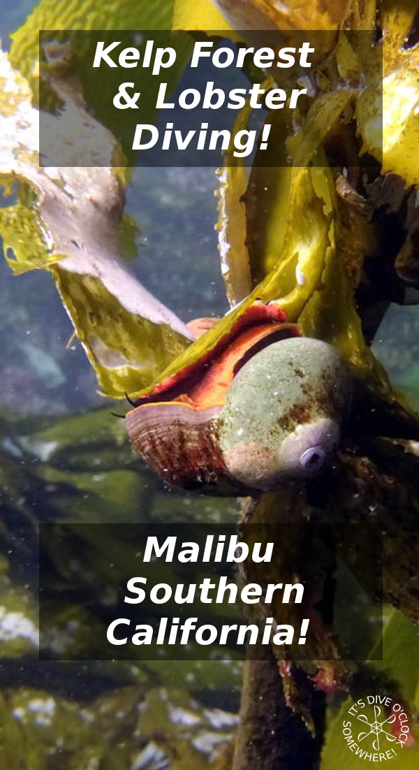 Malibu - Kelp Forests and Lobster Diving in California (USA)