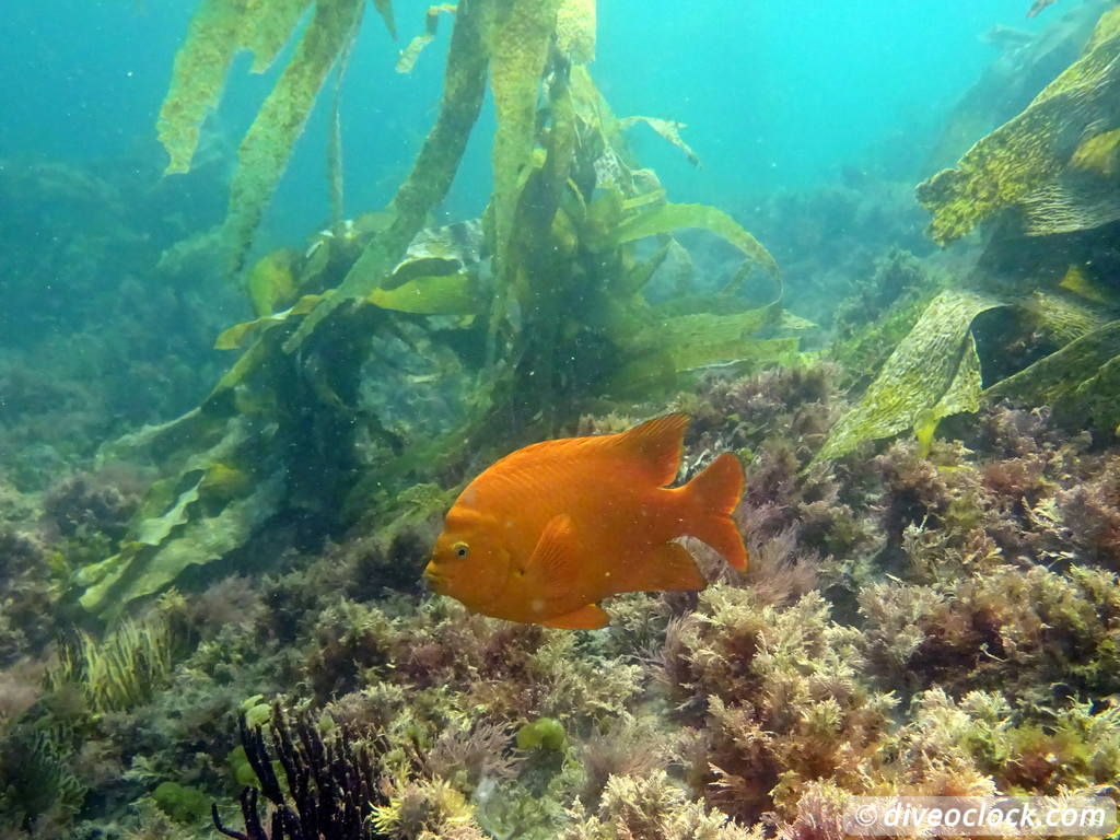 Malibu Kelp Forests and Lobster Diving in California USA  Us California Malibu 17