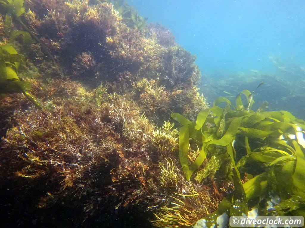 Malibu Kelp Forests and Lobster Diving in California USA  Us California Malibu 20