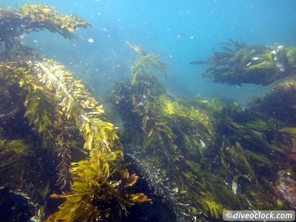 Malibu Kelp Forests and Lobster Diving in California USA  Us California Malibu 27