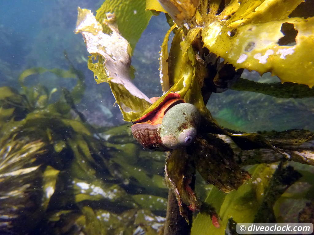 Malibu Kelp Forests and Lobster Diving in California USA  Us California Malibu 30