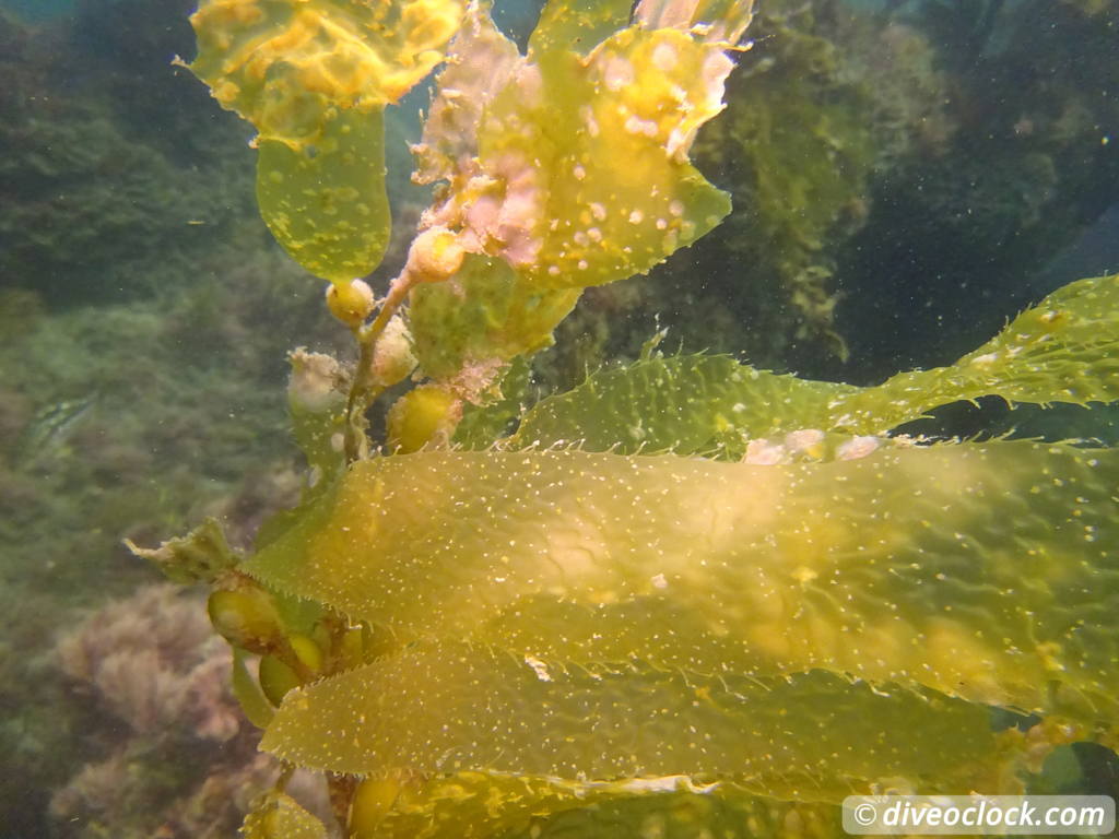 Malibu Kelp Forests and Lobster Diving in California USA  Us California Malibu 71
