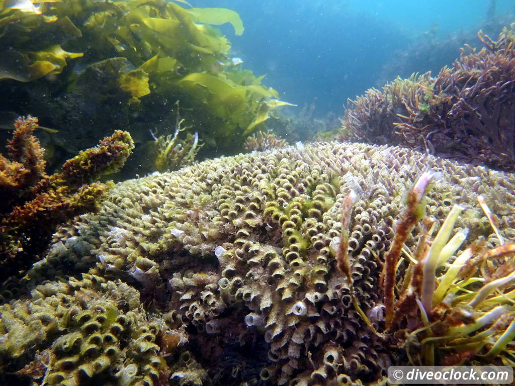 Malibu Kelp Forests and Lobster Diving in California USA  Us California Malibu 75