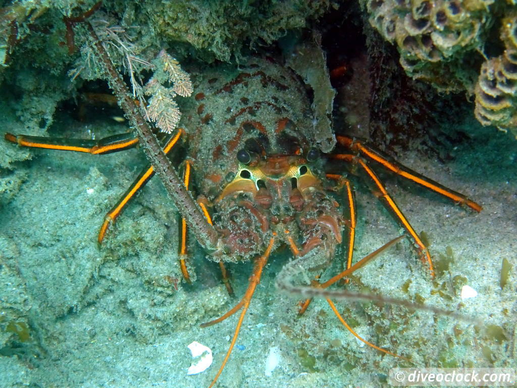 Malibu Kelp Forests and Lobster Diving in California USA  Us California Malibu 9