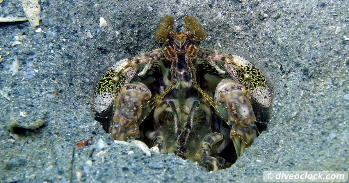 Florida Keys Selecting The Best Dive Area USA   USA Florida Blue Heron Bridge 