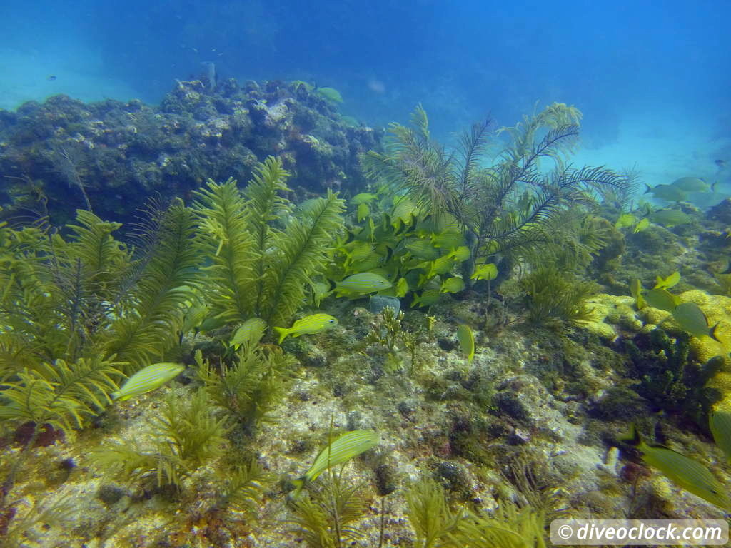 Florida Keys Selecting The Best Dive Area USA  Florida Keys 55