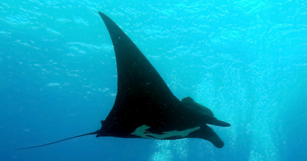Dive Expeditions with a Marine Biologist in Baja California Mexico  Travel Mexico Mantas 